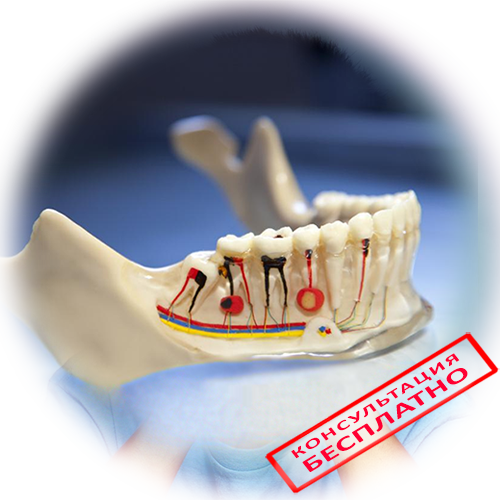 Анатомические особенности строения зубов