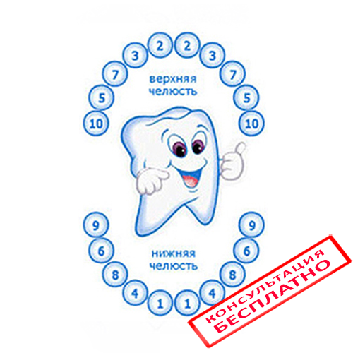 Схема Прорезывания Молочных Зубов Фото